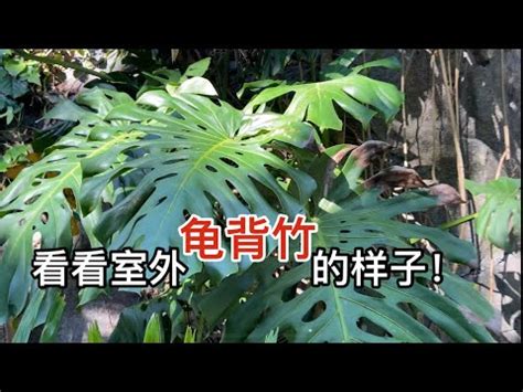 龜背芋 室外|龜背芋可以養在室外嗎？戶外種植龜背芋的注意事項